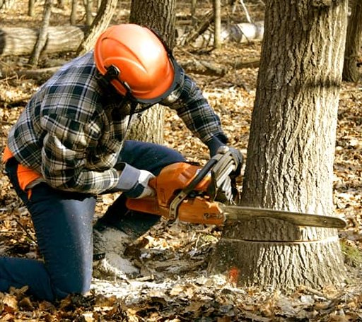 Tree Removal in Macclesfield, NC